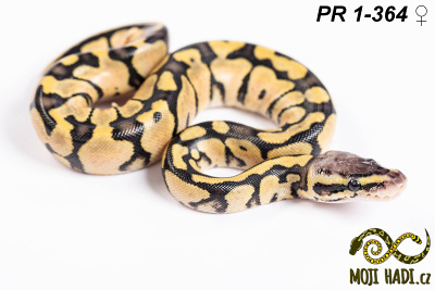 hadi na prodej, mládě, český chov hadů, odchov hadů, mojihadi.cz, Python regius, ballpython, krajta královská,super Pastel, het Orange Ghost